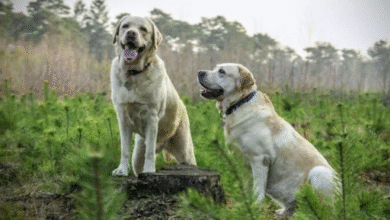 175 dogs rescue from hoarders in mississippi 2011