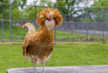 padovana chicken