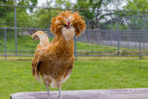 Padovana Chicken Care: A Complete Guide to This Elegant Breed padovana chicken